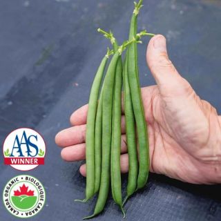 Seychelles Organic Bean Thumbnail